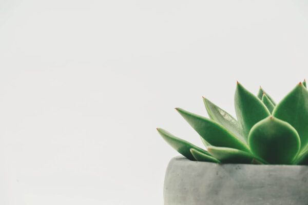 Sansevieria Laurentii - Gambar 2